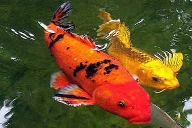 Where’s the Feng Shui Lottery-Winning Fishpond?