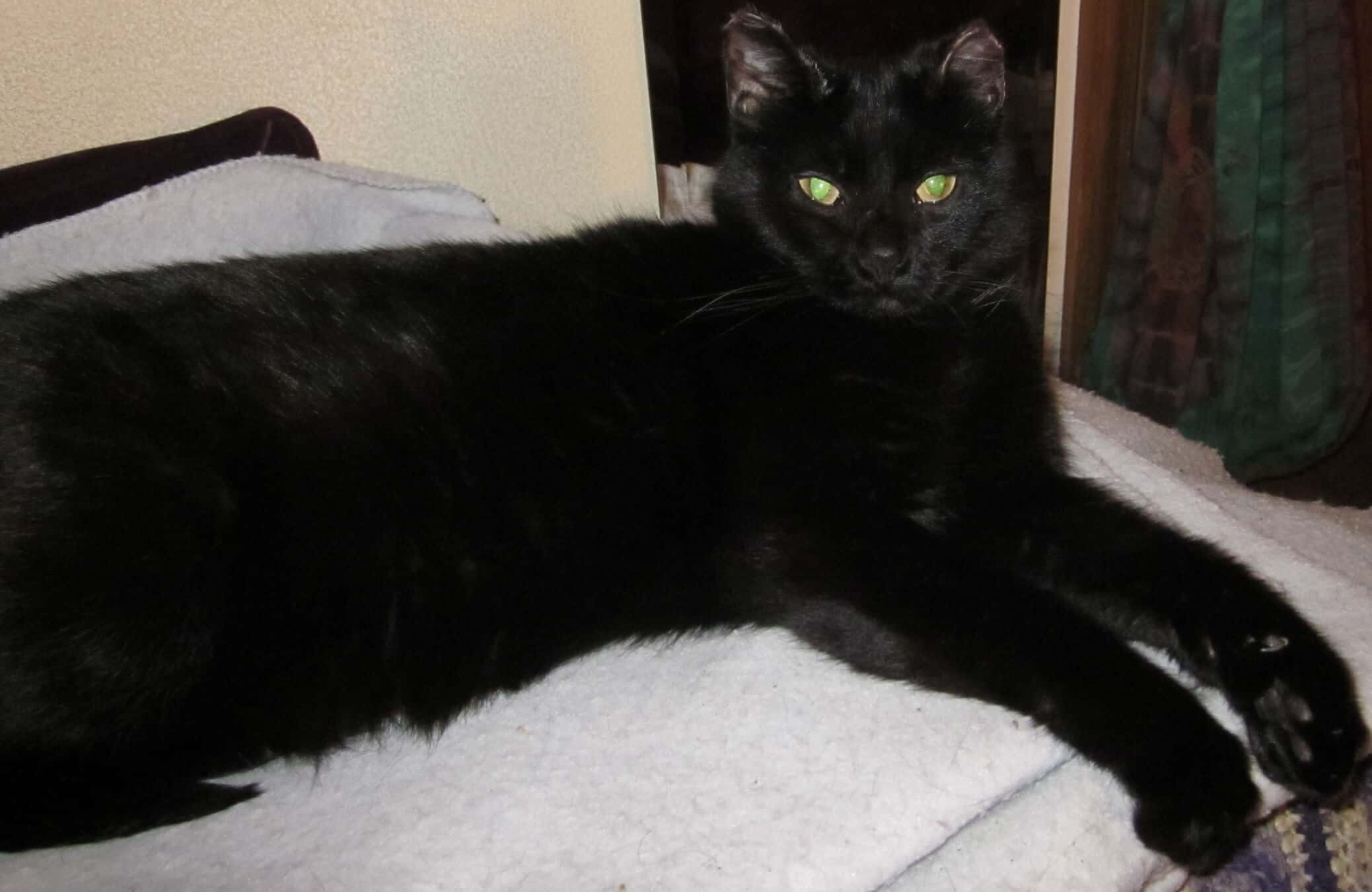 Jewels the Psychic Cat!