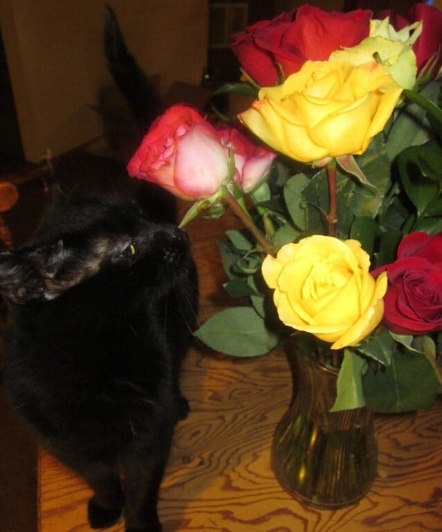 Everyday Tarot, 05/07/011: Past Mother’s Day Mourning / Inverted Five of Cups