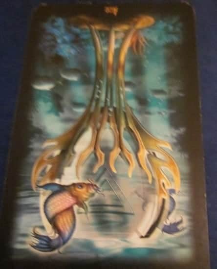 Ace of Cups, Rev: Let it Out