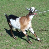 stubborn-goat.jpg