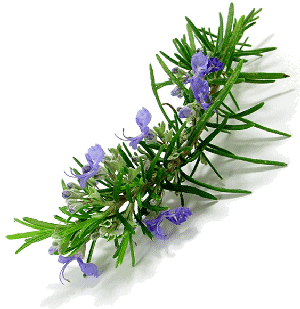 Rosemary: Essential Oil Workhorse