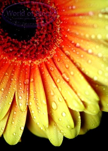 If Your Third Chakra’s Clogged…