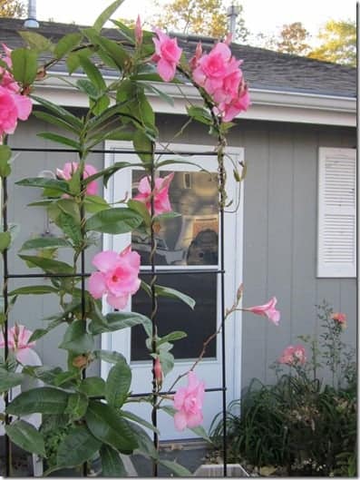 Sacred Garden and the Lily Survivor