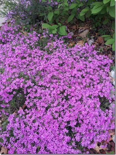 Sacred Garden Update: Recovering