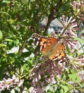 Speaking of Animal Messengers: Butterflies!