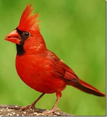 Cardinals: Yes, I see you!