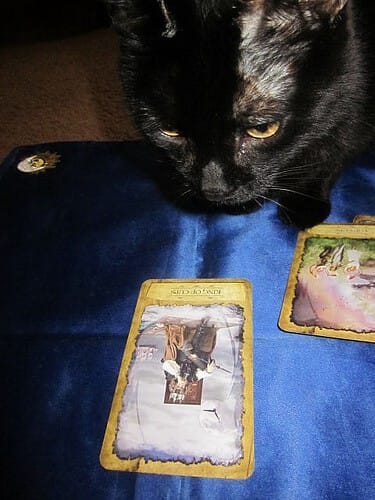 Black Cats and the Supernatural