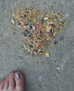 Humble Birdseed Magic