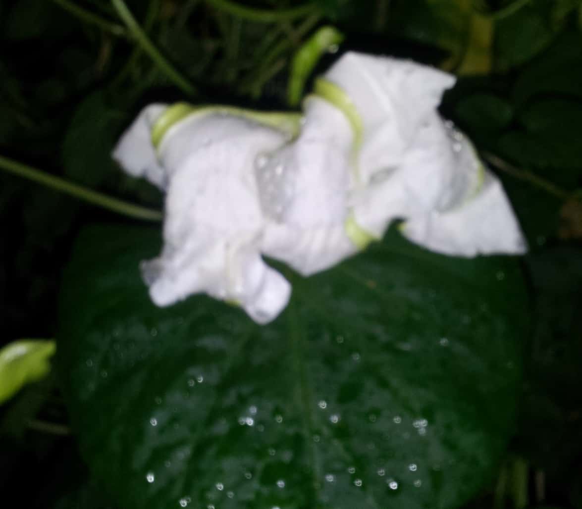Moonflower Sees Me