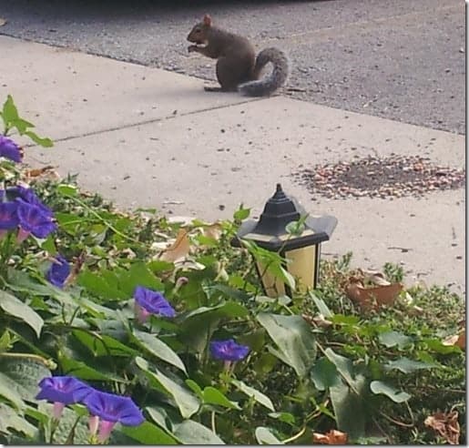 Squirrel Put in a Good Word for Me