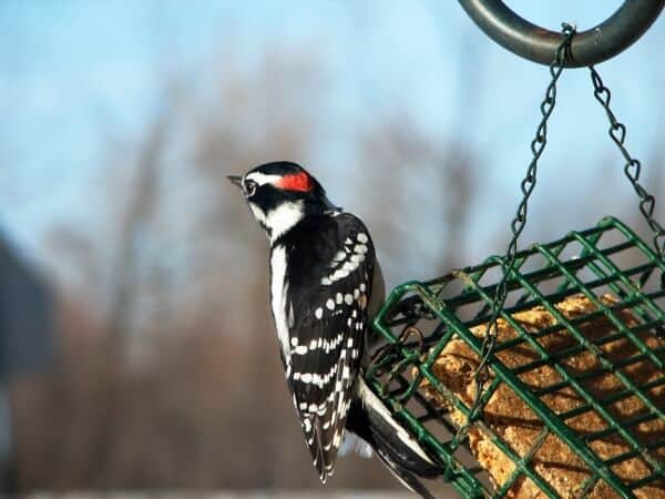 Spirit Animal Messages: Woodpeckers