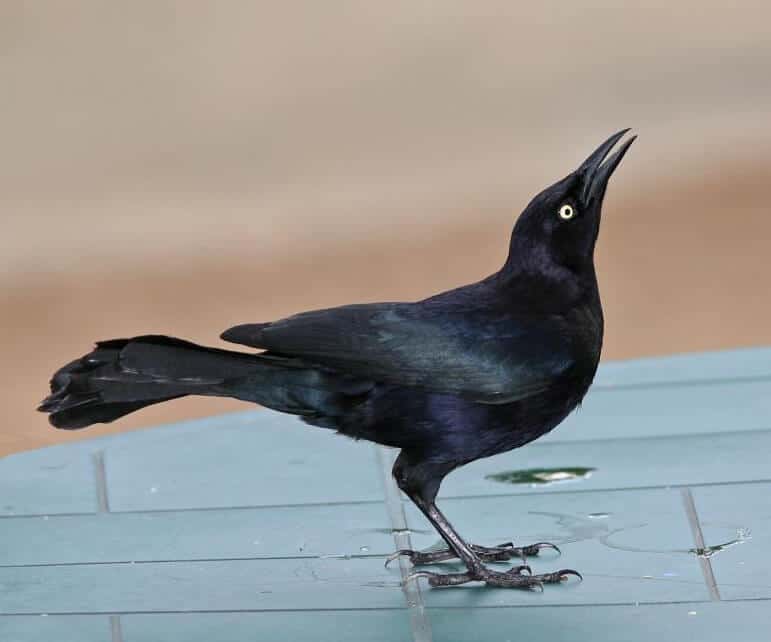 Spirit Animals: Grackles