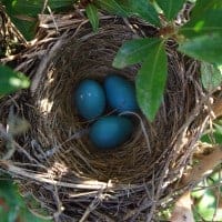 Robin's Eggs Spirit Totem