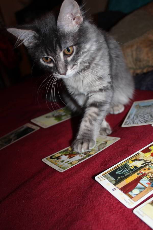 Heart and Brain: Weekly Flow Tarot, Aug. 30 – Sept. 5, 2015