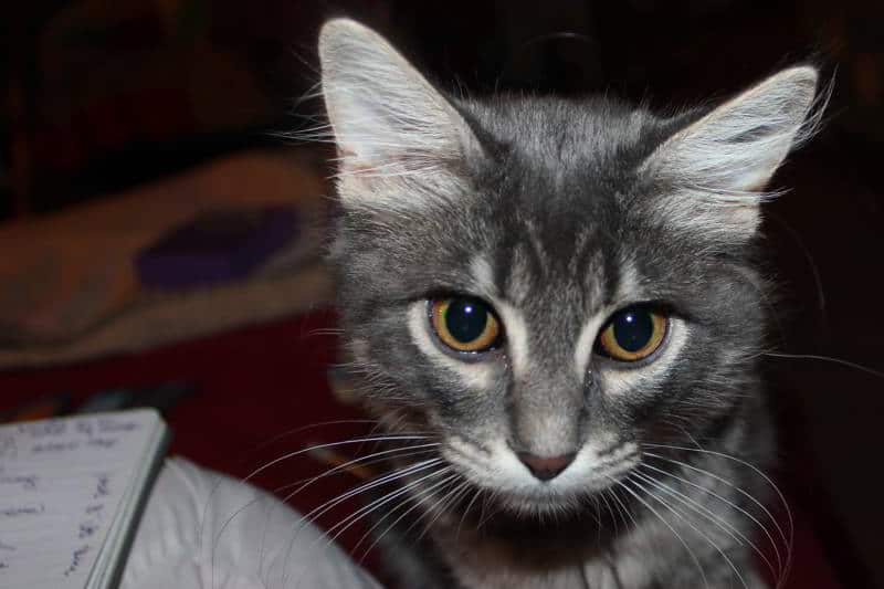 Steady at the Wheel: Weekly Tarot Forecast, November 23 – 29, 2015