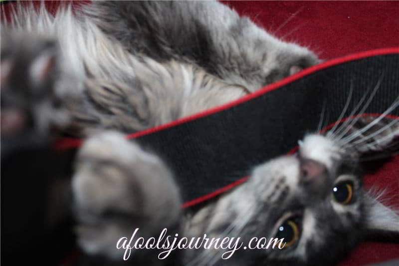 Choose Joy: Weekly Tarot Forecast, Nov 30 – Dec 6