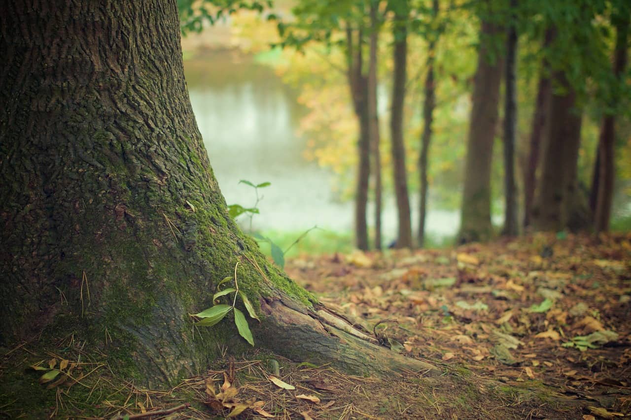 Firmly Rooted in YOU: Weekly Tarot, July 25 - 31 Everyday Tarot