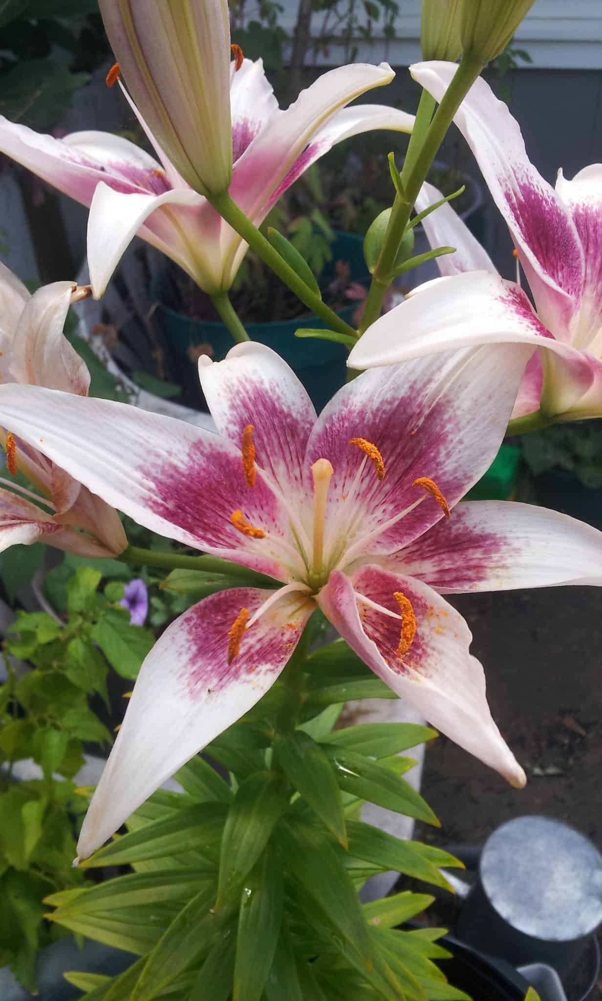 Timely Unfolding Tarot, Aug 7 - 13 Everyday Tarot