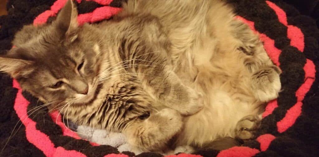 Be A Zen Cat: Tarot Forecast, Dec 26 - Jan 1 Everyday Tarot