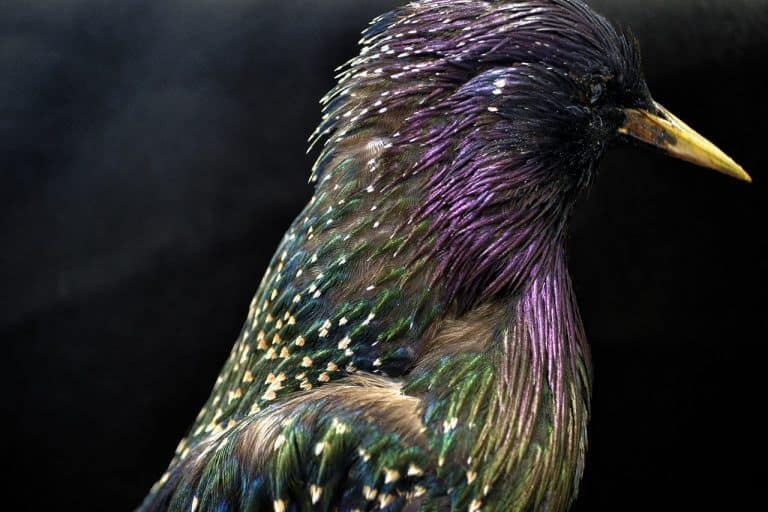 Starling Advice: Tarot Forecast, Jan 9 -15
