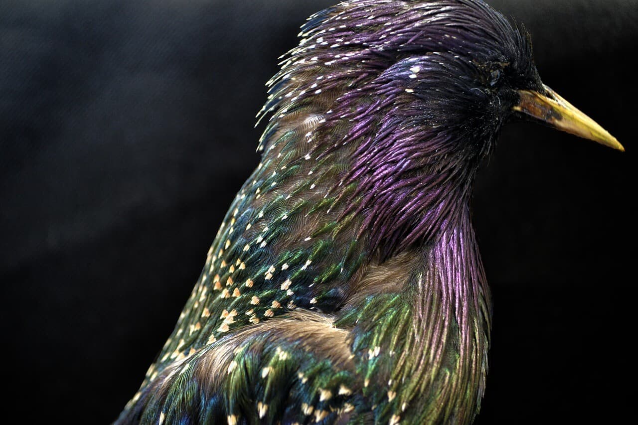 Starling Advice: Tarot Forecast, Jan 9 -15 Everyday Tarot