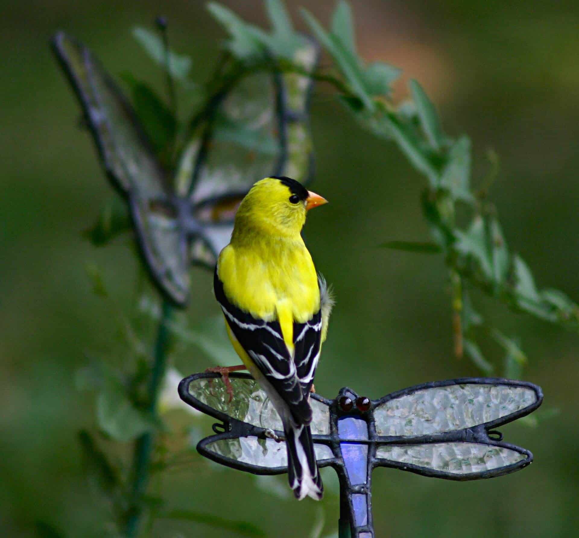 Signs in Real Life: Goldfinch Mobs & Missed Blessings Animal Totems