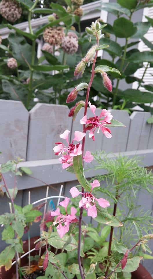 Hierophant Rx: Set Your Own (Nontraditional) Standards