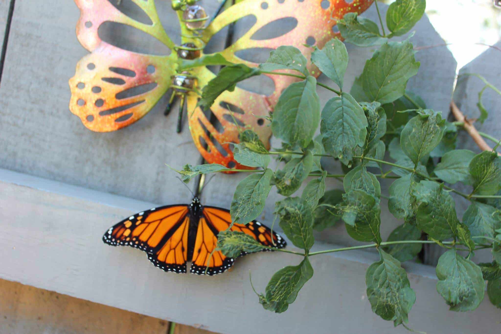 Not Done: Queen of Wands Rx, Knight of Pentacles Rx Everyday Tarot