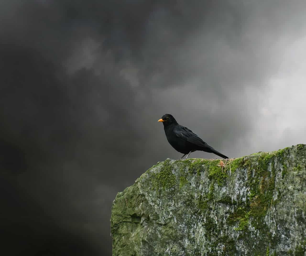 Fool and the Blackbird Everyday Tarot