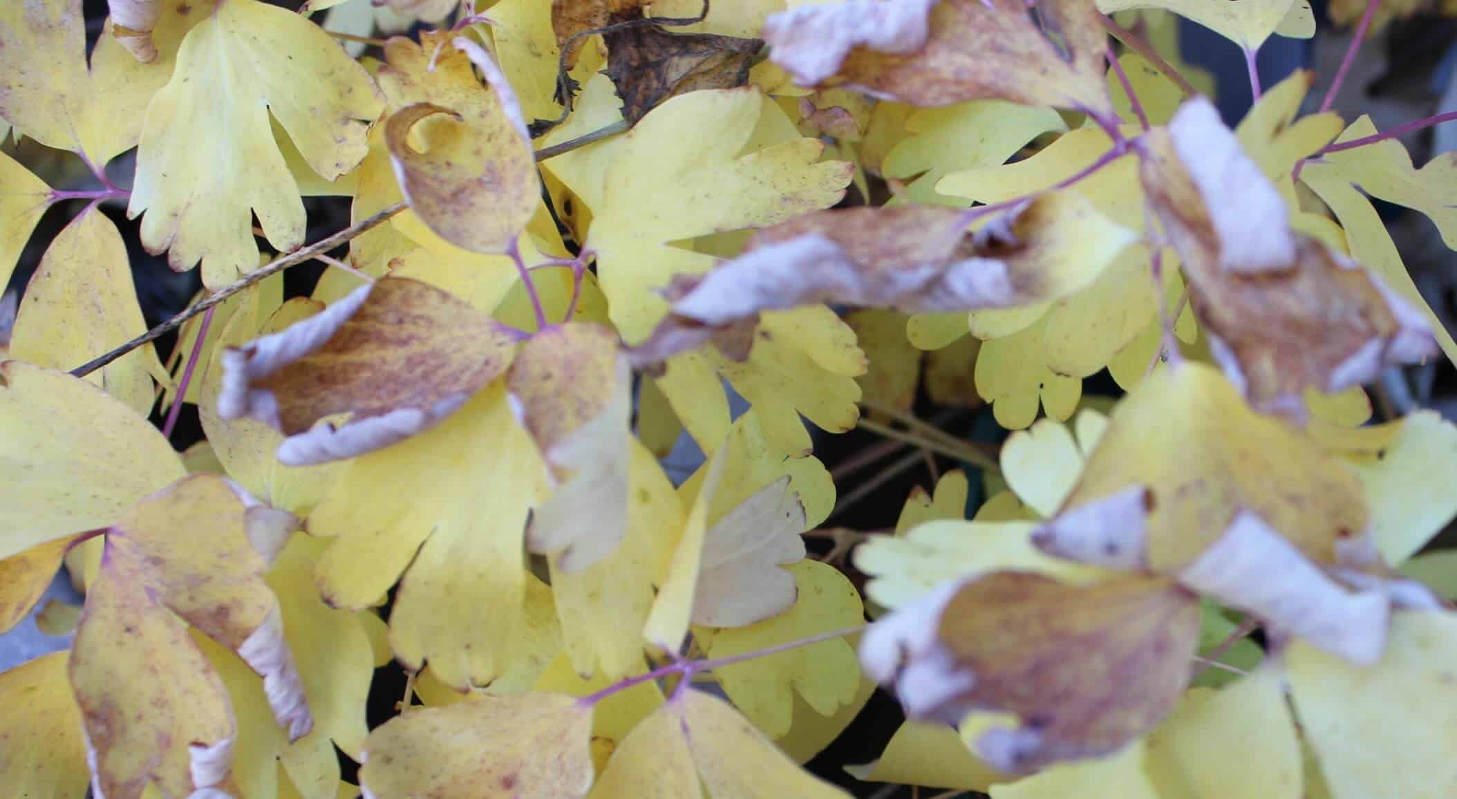 Queen of Pentacles Rx: Self-Care & Slack Everyday Tarot