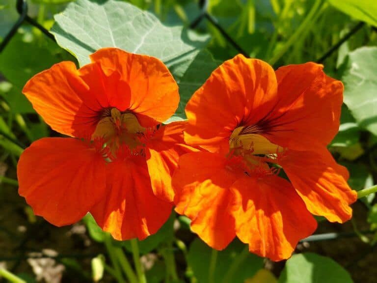 Empress: Self Love Blooms Us