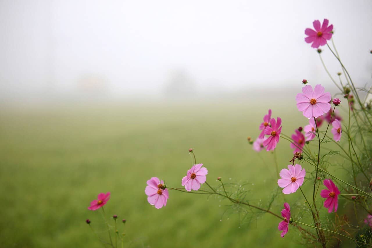 King of Swords: Finding Those Greener Pastures Everyday Tarot
