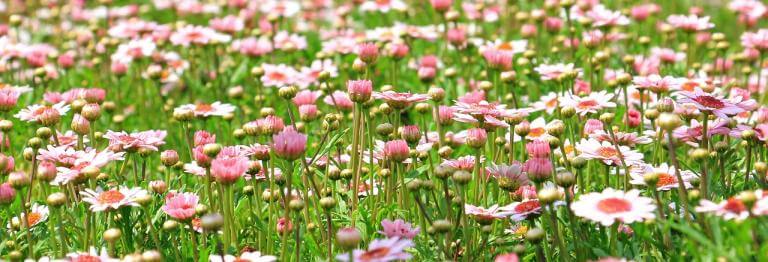 The Star: Getting Your Blooms On