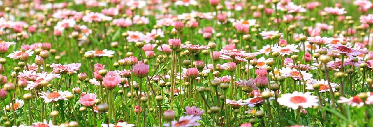 The Star: Getting Your Blooms On Everyday Tarot