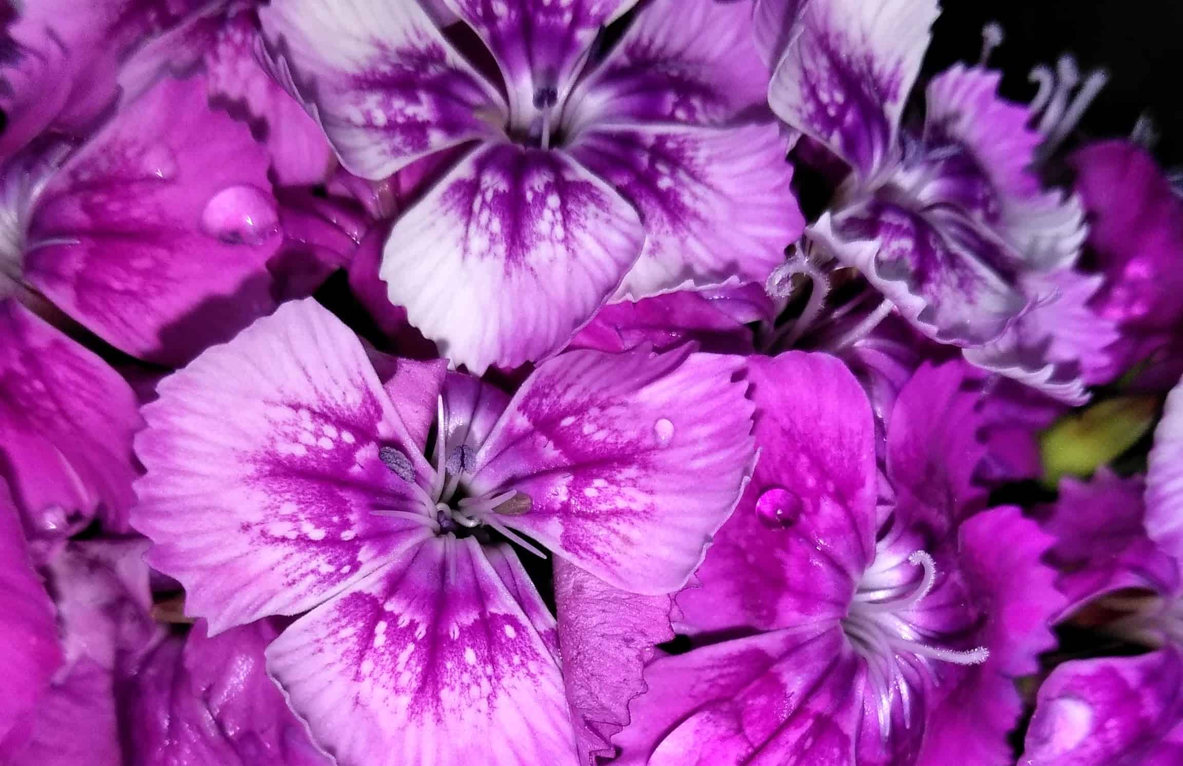 Nine of Cups & Strength: Contentment Despite the Rain Everyday Tarot