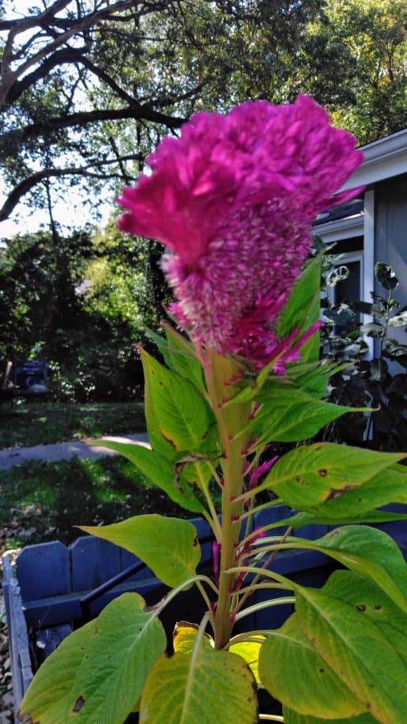 Cockscomb: Flowers Are My Friends