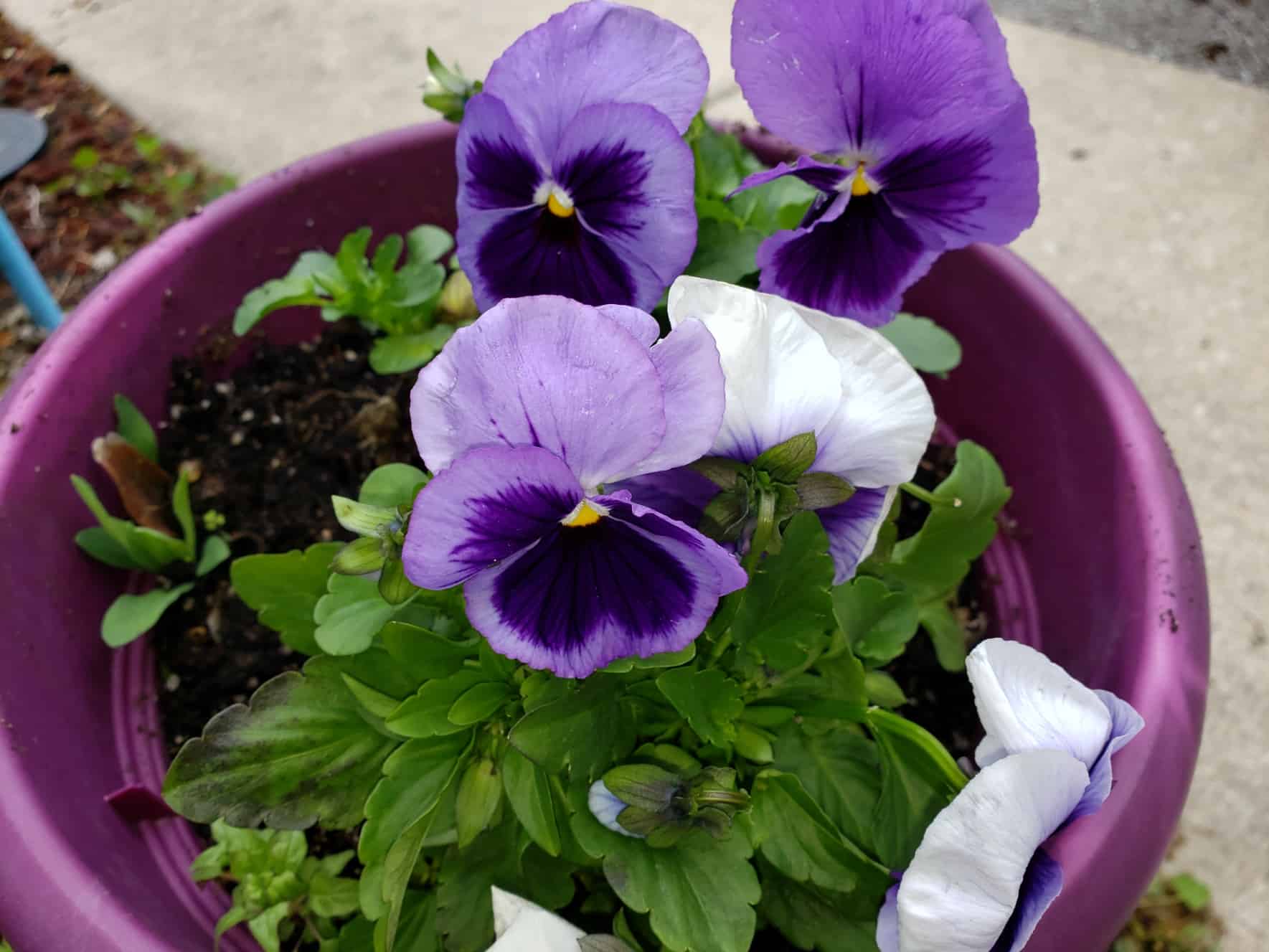 Two of Wands: Big Plans Everyday Tarot