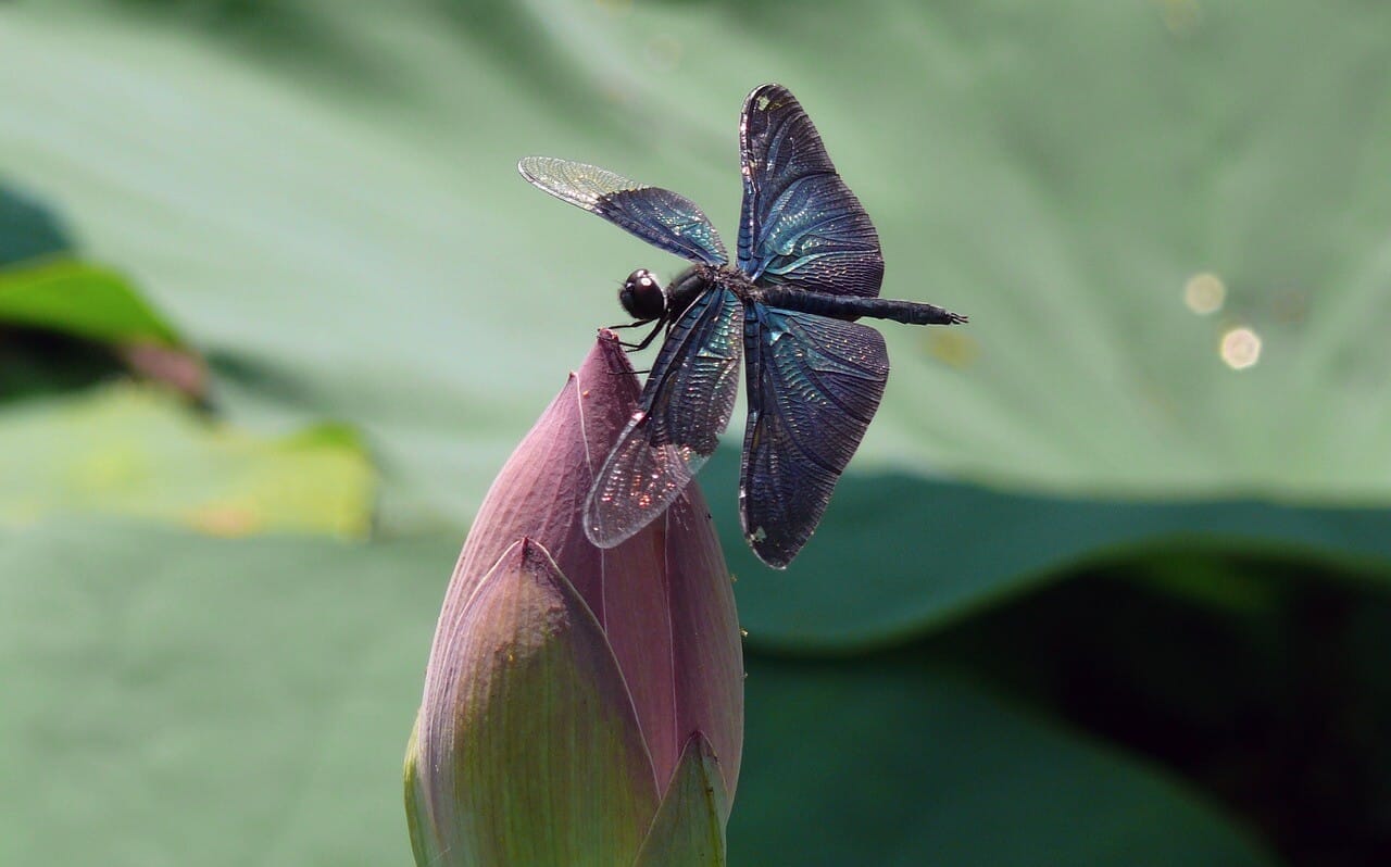 Seven of Pentacles: Dragonflies and Your Garden