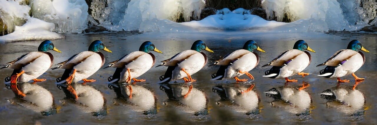 Two of Cups Rx and Chariot Rx: Ducks, Que Up!
