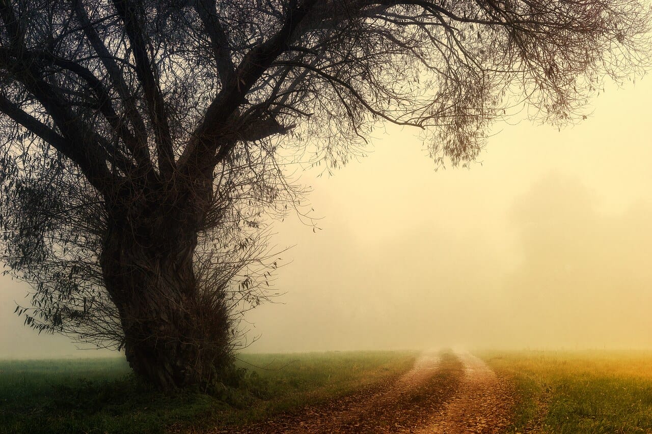 King of Swords Rx: On the Foggy Path