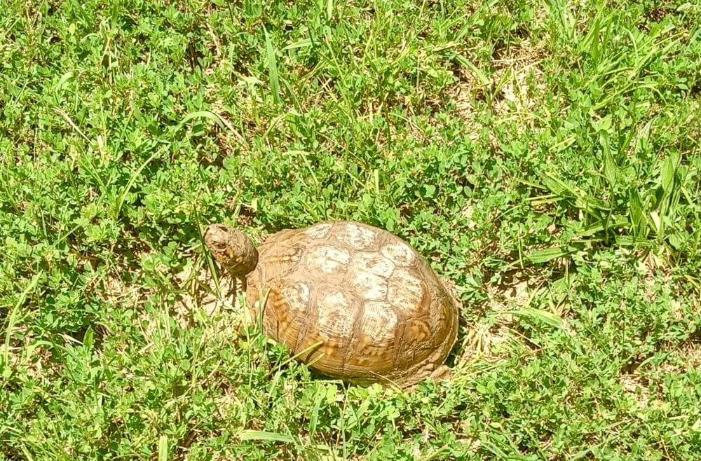 5 of Swords Rx: Embrace the Turtle's Pace Everyday Tarot