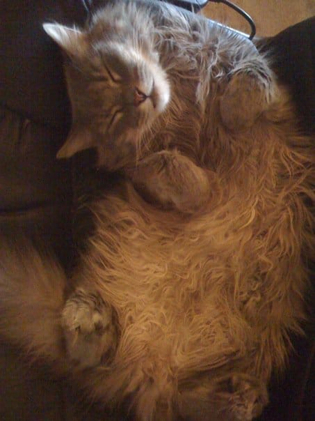 Remembering Zen Master Kitty Remembering Zen Master Kitty DIY Spirituality