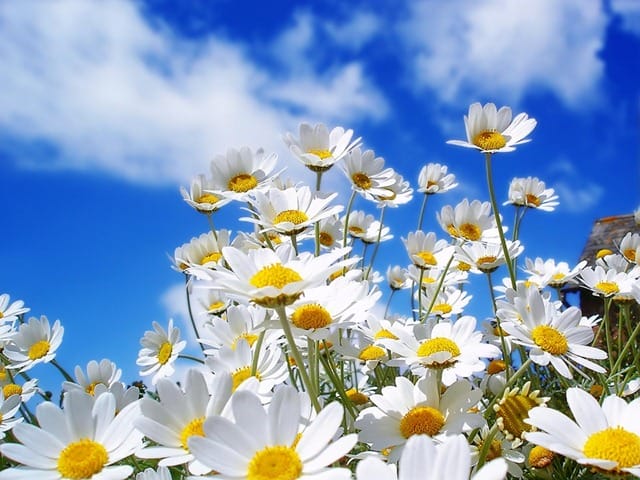 spring-daisies