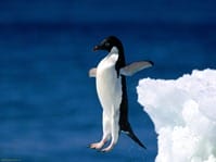 Leap-of-Faith--Adelie-Penguin-1