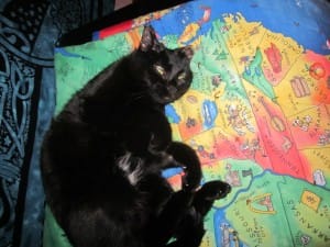 Tarot Kitty Helpers Magick