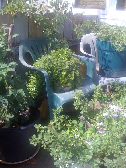 Scorpio Toad Scorpio Toad Magick