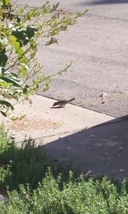 Speaking of Animal Messengers: Butterflies! Animal Totems