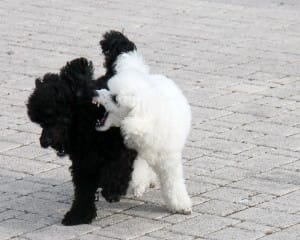 dogs fighting