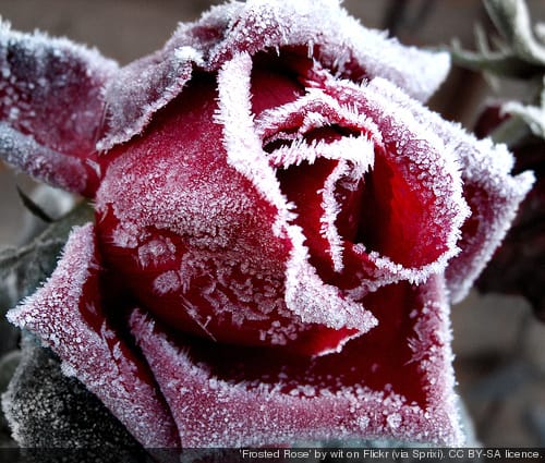frosted rose